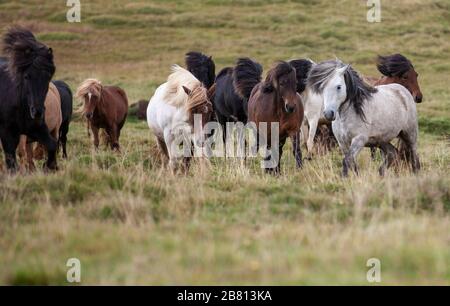 Flock of Island Ponys mit fliegender Mähne auf einer Weide in Nordisland Stockfoto