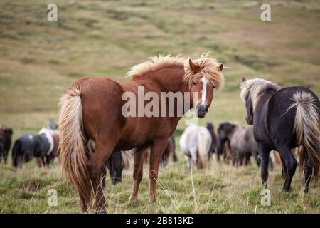 Lustige island Ponys mit einem stylischen Haarschnitt, der auf einer Weide in Nordisland weidet Stockfoto