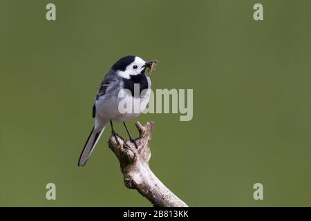 Weißweckvogel (Motacilla alba) mit Insekten im Schnabel, der auf Ast steht Stockfoto