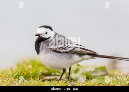 Seitenansicht Nahaufnahme weißer Wachschwanz (Motacilla alba) beim gehen auf grünem Gras Stockfoto