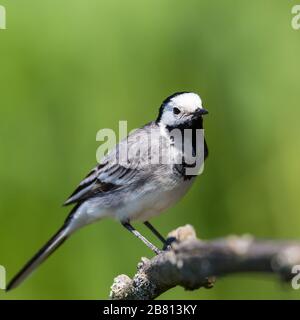 Hochformat mit weißem Wachschwanz (Motacilla alba) auf grünem Hintergrund Stockfoto