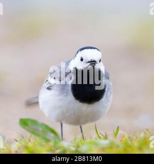 Vorderansicht Nahaufnahme ein weißer Wagtail (Motacilla alba), der auf grünem Gras läuft Stockfoto