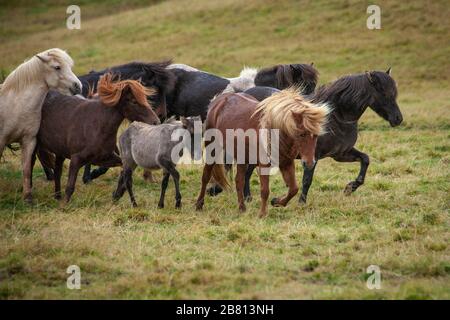 Flock of Island Ponys mit fliegender Mähne auf einer Weide in Nordisland Stockfoto