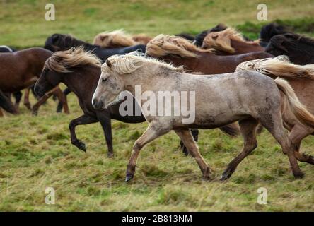 Flock of Island Ponys mit fliegender Mähne auf einer Weide in Nordisland Stockfoto
