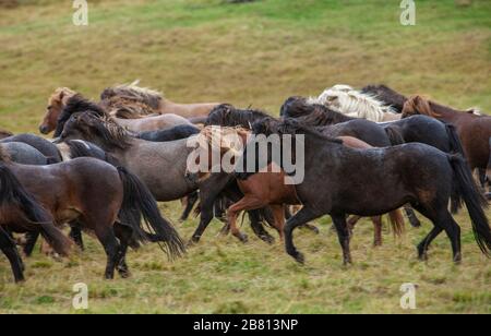 Flock of Island Ponys mit fliegender Mähne auf einer Weide in Nordisland Stockfoto