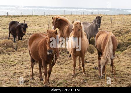 Lustige island Ponys mit einem stylischen Haarschnitt, der auf einer Weide in Nordisland weidet Stockfoto