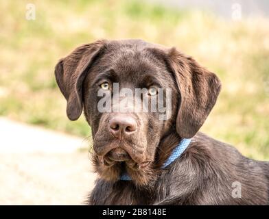 Der schöne Chocoat Labrador Retriever legt sich auf den Seitenspaziergang, während er auf seinen Besitzer wartet. Stockfoto