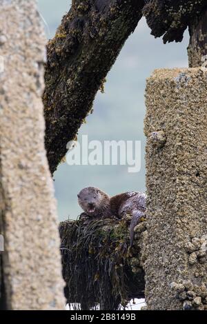 Ein eurasischer Fischotter (Lutra Lutra) ruht auf einem alten Pier, auf der Insel Mull, Schottland. Stockfoto