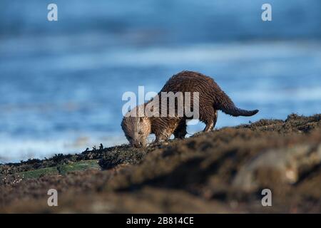 Ein eurasischer Fischotter (Lutra Lutra) auf trockenem Land neben einem Meeresloch, auf der Insel Mull, Schottland. Stockfoto