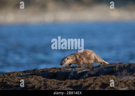 Ein eurasischer Fischotter (Lutra Lutra) auf trockenem Land neben einem Meeresloch, auf der Insel Mull, Schottland. Stockfoto