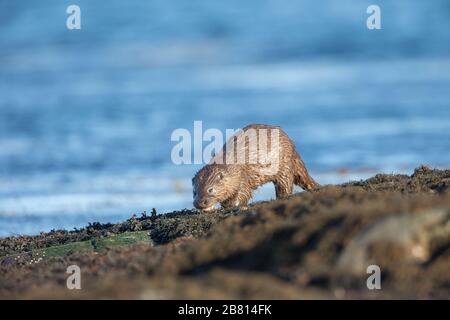 Ein eurasischer Fischotter (Lutra Lutra) auf trockenem Land neben einem Meeresloch, auf der Insel Mull, Schottland. Stockfoto