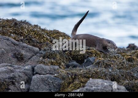 Ein eurasischer Fischotter (Lutra Lutra) auf trockenem Land neben einem Meeresloch, auf der Insel Mull, Schottland. Stockfoto