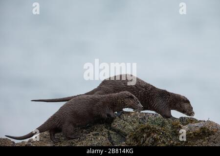 Eine Mutter eurasische Fischotter (Lutra Lutra) führt ihre Kuppe über die Felsen neben einem Meeresloch auf der Insel Mull, Schottland. Stockfoto