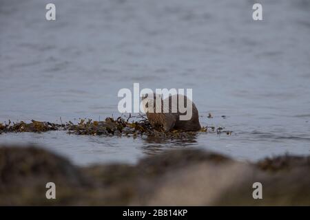 Ein eurasischer Fischotter (Lutra Lutra) auf trockenem Land neben einem Meeresloch, auf der Insel Mull, Schottland. Stockfoto