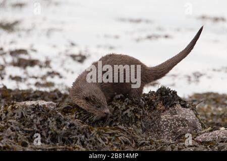 Ein eurasischer Fischotter (Lutra Lutra) auf trockenem Land neben einem Meeresloch, auf der Insel Mull, Schottland. Stockfoto