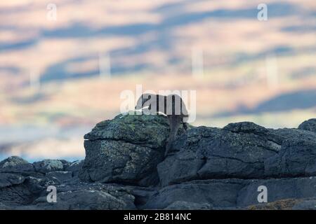 Ein eurasischer Fischotter (Lutra Lutra) auf trockenem Land neben einem Meeresloch, auf der Insel Mull, Schottland. Stockfoto