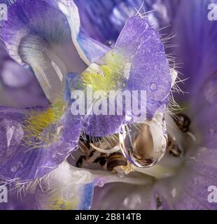 Makrofoto eines Wassertropfen auf einer schönen violetten larkspornblüte Stockfoto
