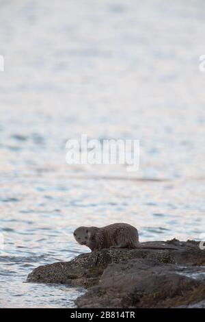 Ein eurasischer Fischotter (Lutra Lutra) auf trockenem Land neben einem Meeresloch, auf der Insel Mull, Schottland. Stockfoto