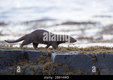 Ein eurasischer Fischotter (Lutra Lutra) auf trockenem Land neben einem Meeresloch, auf der Insel Mull, Schottland. Stockfoto