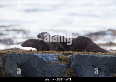 Eine Otterfamilie (Lutra Lutra) auf trockenem Land, neben einem Meeresloch auf der Insel Mull, Schottland. Stockfoto