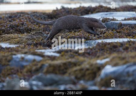 Ein eurasischer Fischotter (Lutra Lutra) auf trockenem Land neben einem Meeresloch, auf der Insel Mull, Schottland. Stockfoto