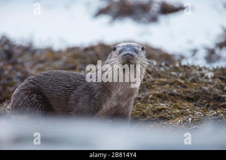 Ein großer männlicher Hundeotter (Lutra Lutra) kommt an Land, um zu schnüffeln, bei dem andere Otter durch sein Gebiet auf der Insel Mull in Schottland gewesen sind. Stockfoto