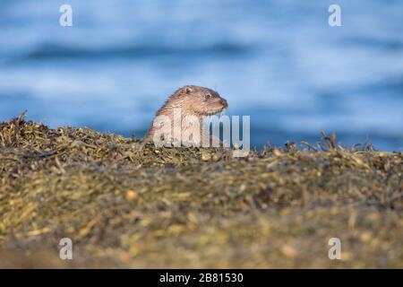 Ein eurasischer Fischotter (Lutra Lutra) auf trockenem Land neben einem Meeresloch, auf der Insel Mull, Schottland. Stockfoto