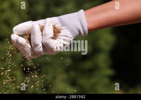 Rasenmontage. Eine weibliche, gerillte Hand sät Grassamen. Stockfoto