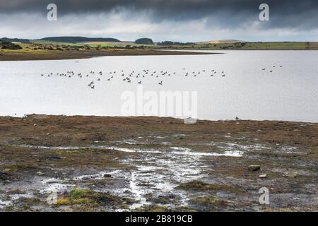 Eine Herde Von kanadischen Gänsen Branta canadensis an einem Windsept Colliford Lake am Bodmin Moor in Cornwall. Stockfoto