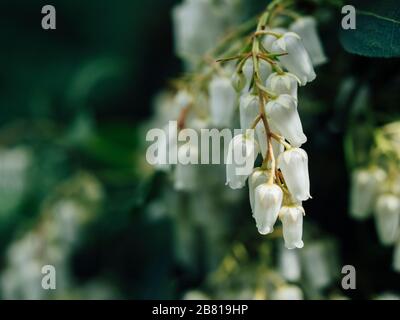 Nahaufnahme der sternenweißen glockenförmigen Blumen des immergrünen Strauchs von pieris 'Waldflamme' Stockfoto