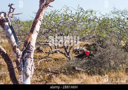 Während seines männlichen Paarungstanzes auf den Galapagosinseln, Ecuador, pustete die rote Kehle der Fregatte auf Stockfoto