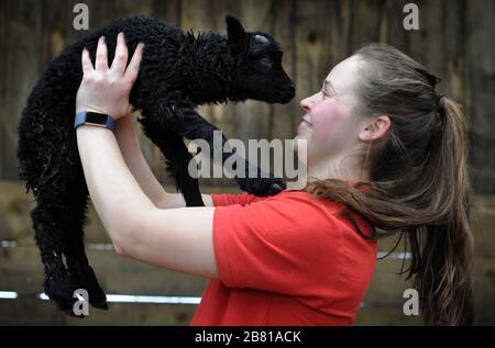 Bolton, Lancashire, Großbritannien, 19. März 2020. Die Smithills Open Farm in Bolton, Lancashire, begrüßen eine Reihe neuer Frühlingsankünfte. Mitarbeiter Joanne Bowker mit einem neuen geborenen Lamm. Die familiengeführte Farm am Stadtrand ist trotz der Einschränkungen des Coronavirus noch für Unternehmen geöffnet. Credit: Paul Heyes/Alamy Live News Stockfoto