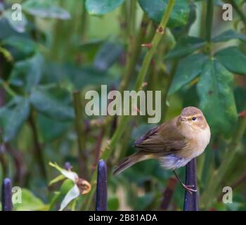 Phylloscopus collybita, gewöhnliche Chiffchaff-Fütterung in einer Rosenbusche Stockfoto