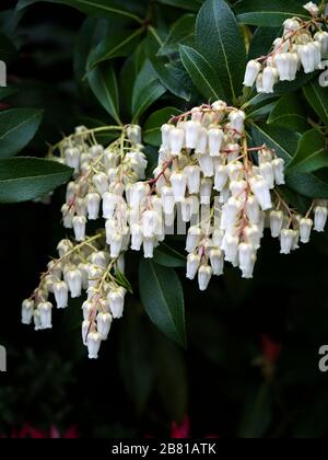 Nahaufnahme der sternenweißen glockenförmigen Blumen des immergrünen Strauchs von pieris 'Waldflamme' Stockfoto