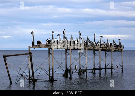 Nistkolonie der kaiserlichen Kormorane an einem alten Steg, Straße von Magellan, Pazifischer Ozean, Punta Arenas Stadt, Patagonien, Chile Stockfoto