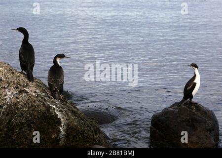 Kaiserliche Kormoranvögel, Magellanstraße, Pazifischer Ozean, Punta Arenas Stadt, Patagonien, Chile Stockfoto