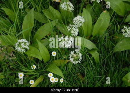 Ramsons.(Wilder Knoblauch) wissenschaftlicher Name: Allium ursinum andere Namen: BärenKnoblauch, Knoblauch, Buckramm, Ramson, Wilder Knoblauch, Knoblauchholz Famii Stockfoto
