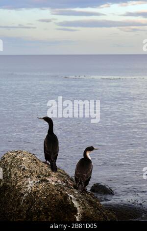 Kaiserliche Kormoranvögel, Magellanstraße, Pazifischer Ozean, Punta Arenas Stadt, Patagonien, Chile Stockfoto