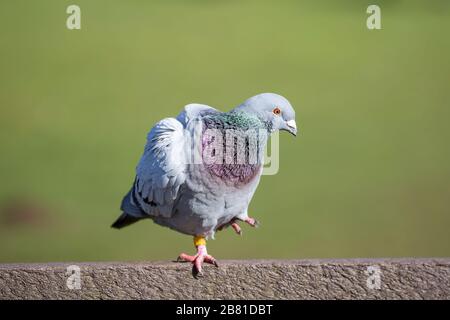 Nahaufnahme eines beringten streunenden Taubenvogels, der im Freien im britischen Garten isoliert ist und auf einem Bein in der Frühlingssonne steht. Verlorene Renntaube, Heimtaube. Stockfoto