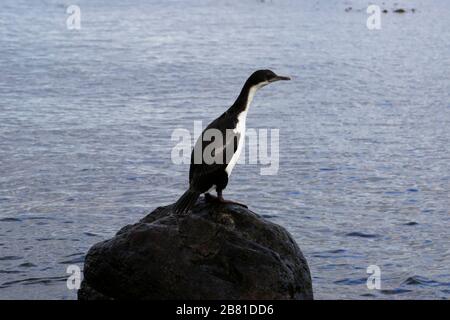 Kaiserliche Kormoranvögel, Magellanstraße, Pazifischer Ozean, Punta Arenas Stadt, Patagonien, Chile Stockfoto