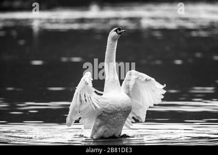 Schwarz-weiß Nahaufnahme des wilden britischen Mute-Schwan-Wasservogels (Cygnus olor) isoliert im Freien, der Hals streckt und Flügel in Wasser flatscht. Stockfoto