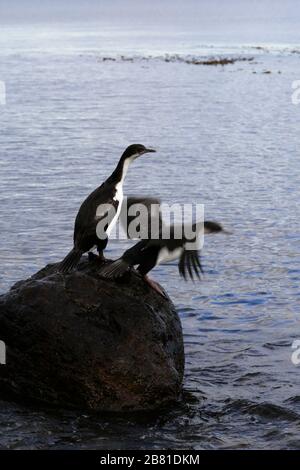 Kaiserliche Kormoranvögel, Magellanstraße, Pazifischer Ozean, Punta Arenas Stadt, Patagonien, Chile Stockfoto