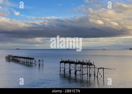 Nistkolonie der kaiserlichen Kormorane an einem alten Steg, Straße von Magellan, Pazifischer Ozean, Punta Arenas Stadt, Patagonien, Chile Stockfoto