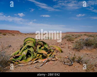 Trockene Wüstenlandschaft im Vordergrund mit Welwitschia mirabilisin in der Region Damaraland in Namibia. Stockfoto