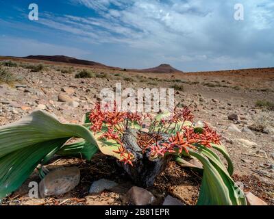 Trockene Wüstenlandschaft im Vordergrund mit Welwitschia mirabilisin in der Region Damaraland in Namibia. Stockfoto