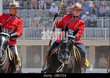 Royal Canadian Mounted Police (RCMP) - musikalische Fahrt im Calgary Stampede, Alberta Kanada Stockfoto