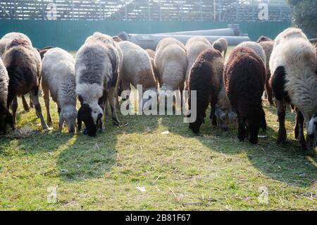 Herde von Hausschafen, Ewe, Lamb, RAM (Gattung Ovis aries), die im Sommer bei Sonnenuntergang auf einer Schaffarm weiden. Typischerweise tierische Wiederkäuer Säugetiere. Kunst Stockfoto