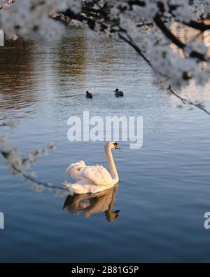 Weißer Mute-Schwan mit Licht auf den Federn, bei Sonnenuntergang, schwimmt in dunkelblauen Gewässern, unter weißen Kirschblüten im Frühling. Stockfoto