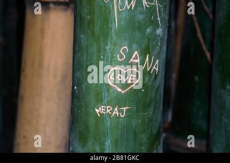 Nahaufnahme von Skripten, die auf Bambusbaum gehauen wurden. Namen und Liebeszeichen sind in Bambuspflanzen eingemeißelte Figuren. Schön Ich liebe Graffiti auf einem Bambus Stockfoto