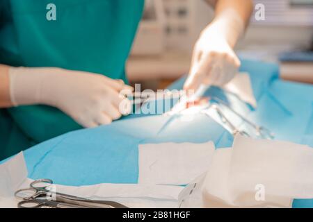 Der Tierarzt führt die Tieroperation auf dem Operationstisch durch Stockfoto